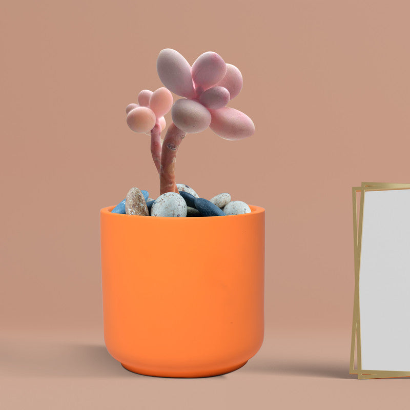 Zeno ceramic planter - lily shape
