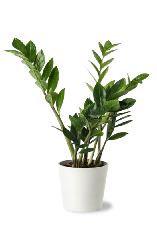ZZ plant – white pot combo
